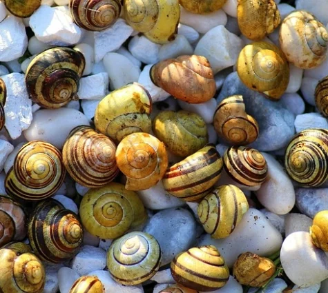 coquillage plage morgat